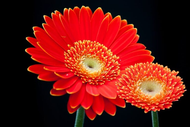 La gerbera es una planta que puede estar en maceta