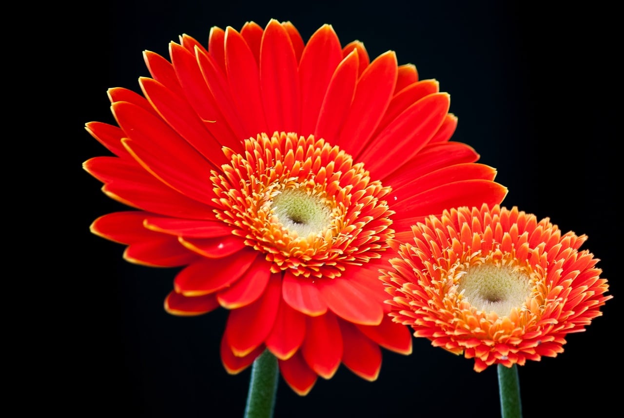 The gerbera is a plant that can be potted