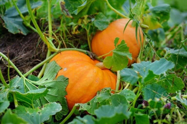 cultivo de la calabaza