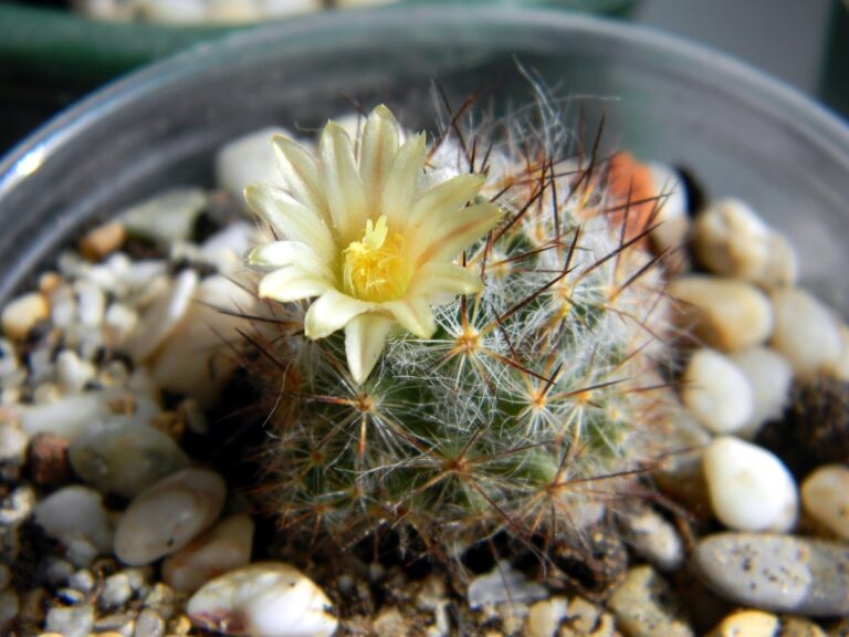 Los cactus han de limpiarse de vez en cuando