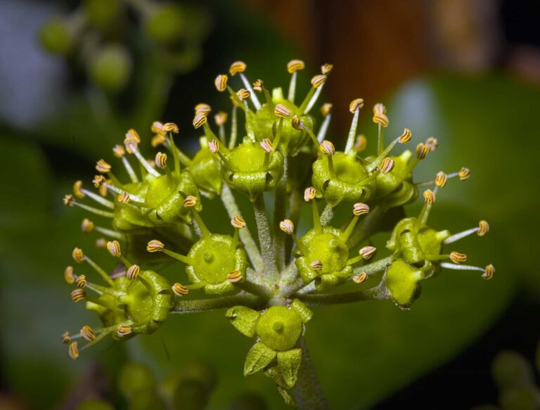 Las flores de la hiedra son verdes