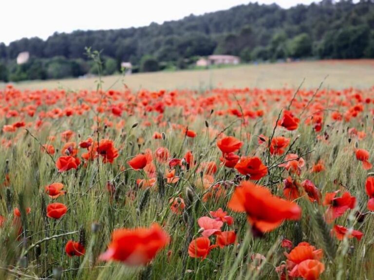 cuidados de la amapola roja