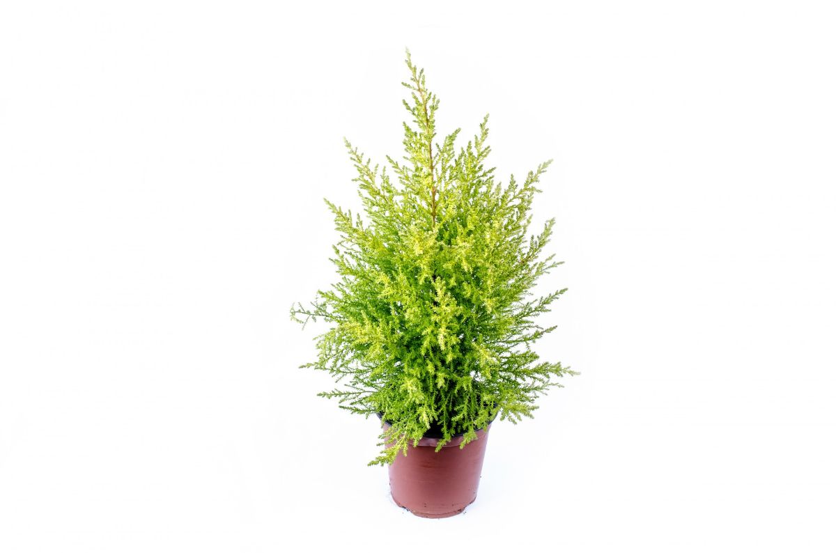 potted cypress