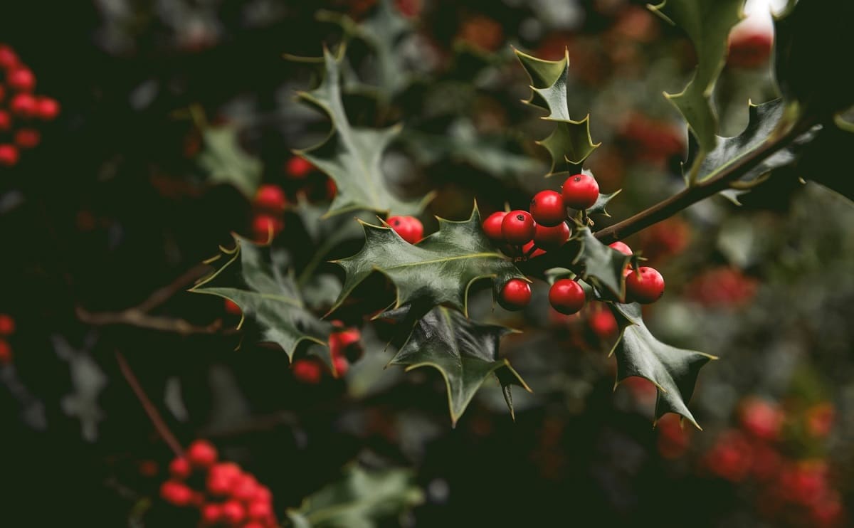 holly at christmas