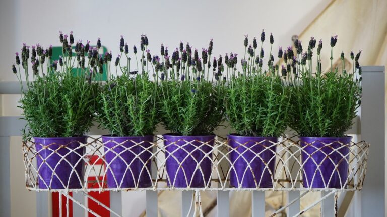 La lavanda se planta f&aacute;cil en macetas