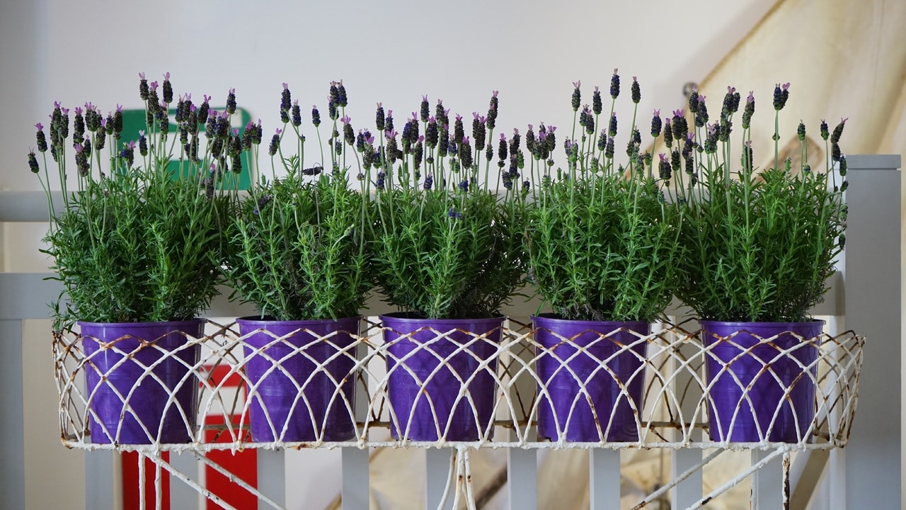 Lavender is easy to plant in pots.