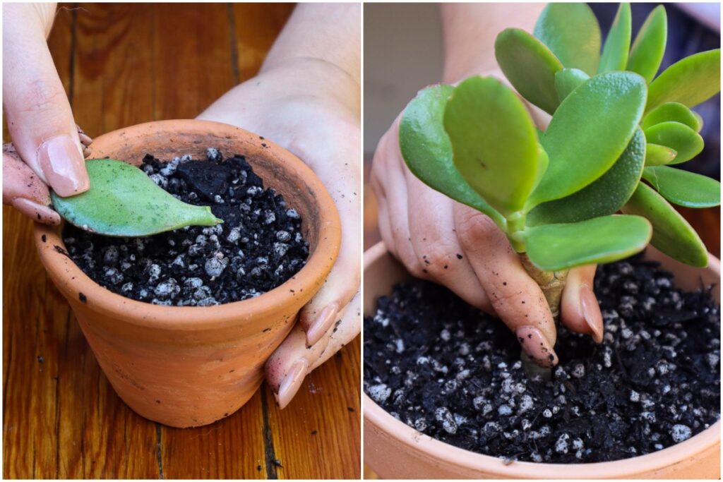 How to propagate jade plants from stem or leaf cuttings.  –ISBUZZLE