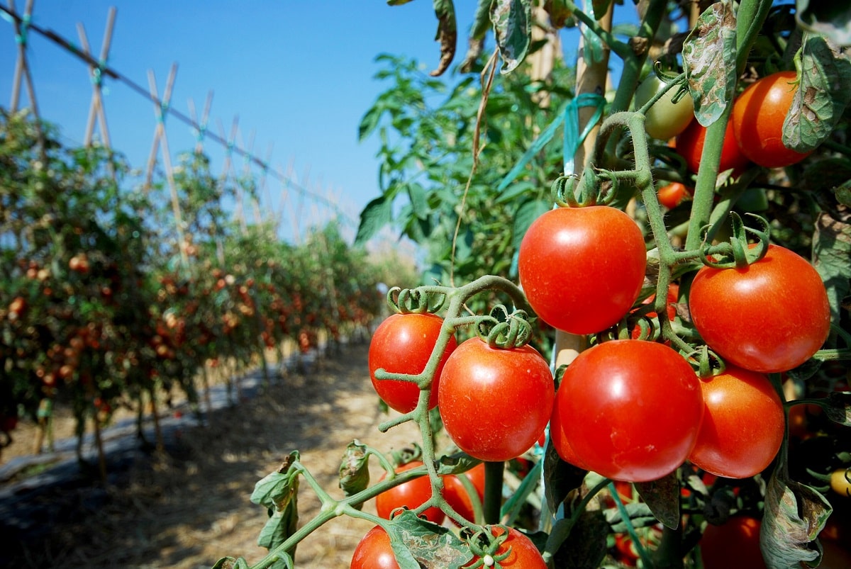 tomato plants
