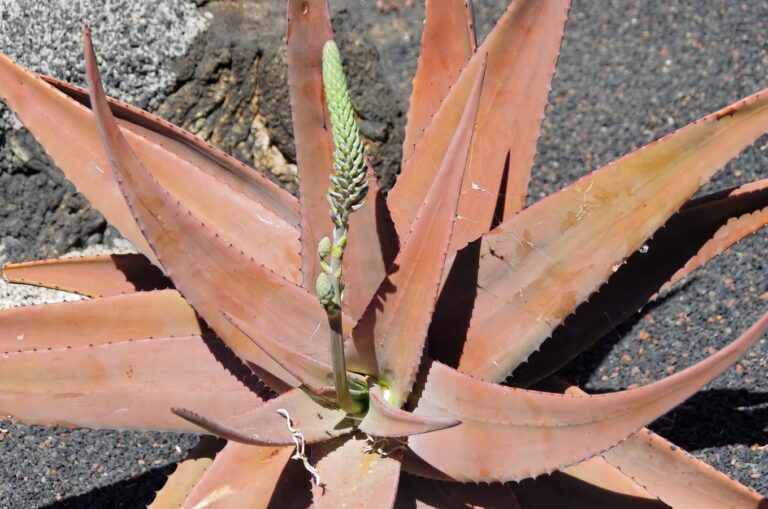 El aloe vera puede verse marr&oacute;n