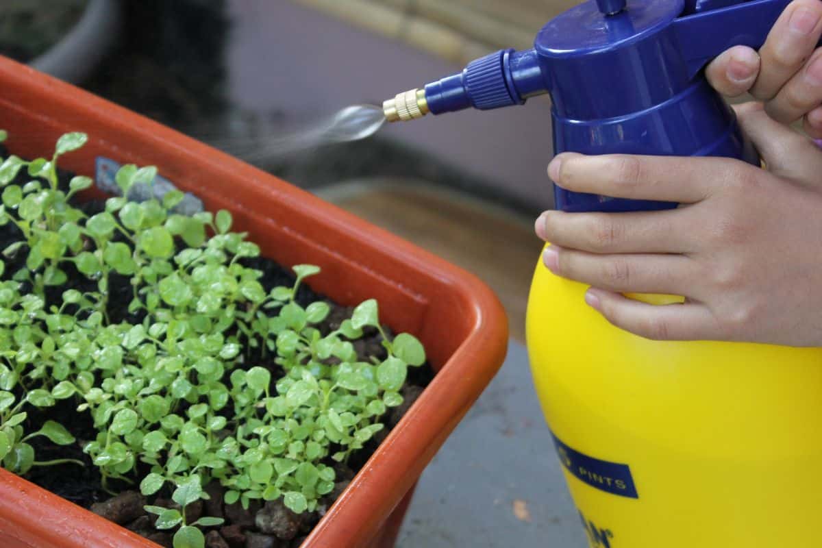 How to Remove Chlorine from Plant Irrigation Water