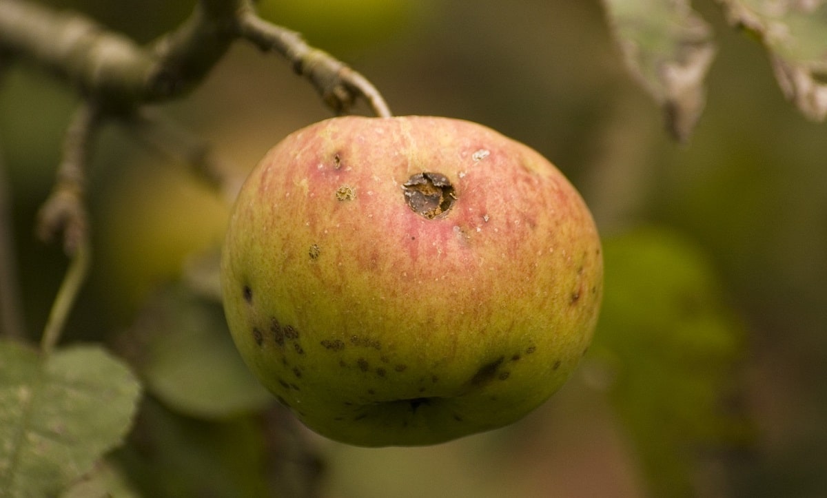 apple with plague