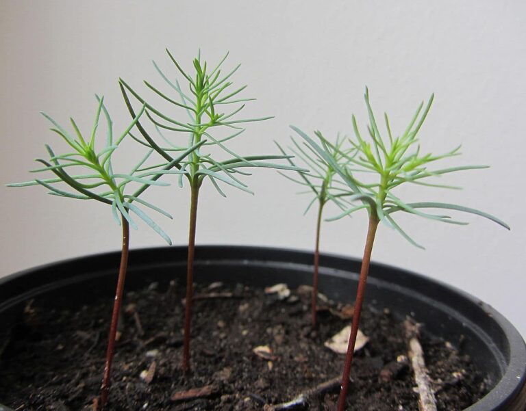 Las sequoya son &aacute;rboles exigentes