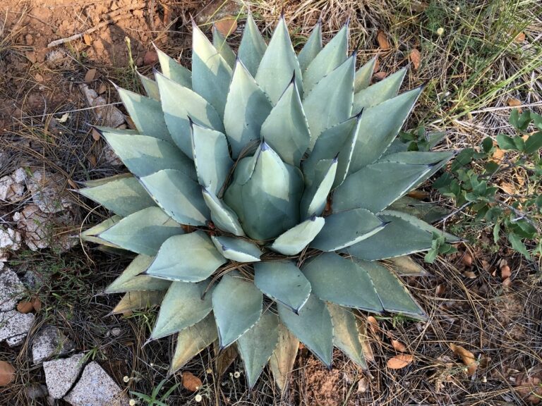 Los agaves no son cactus