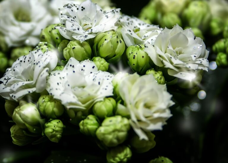 Hay varias plantas de interior con flor blanca
