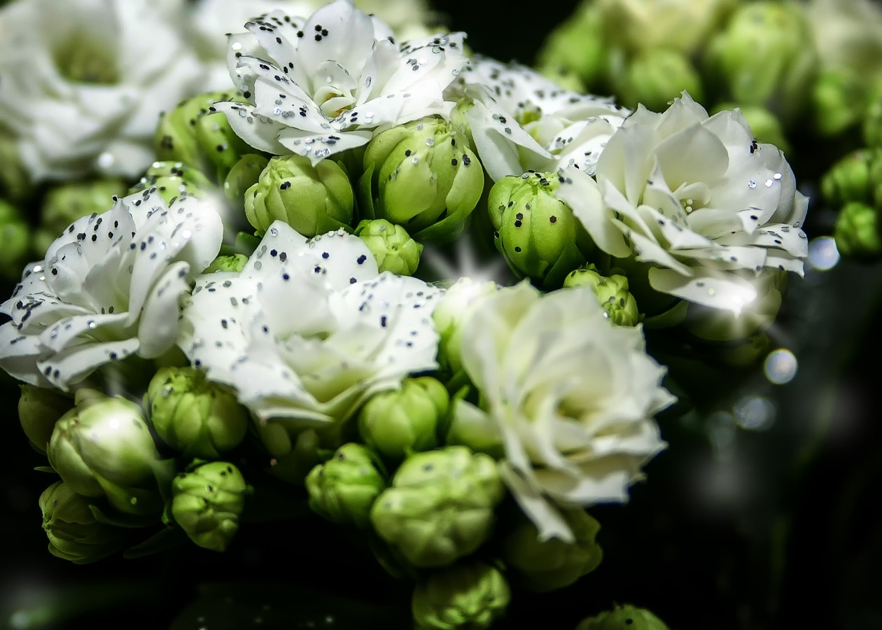 There are various indoor plants with white flowers