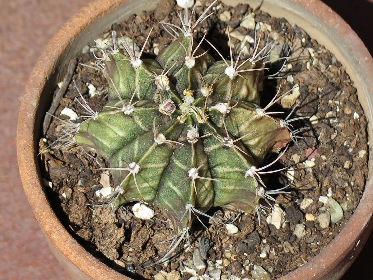 Indoor cacti should be kept in a bright room