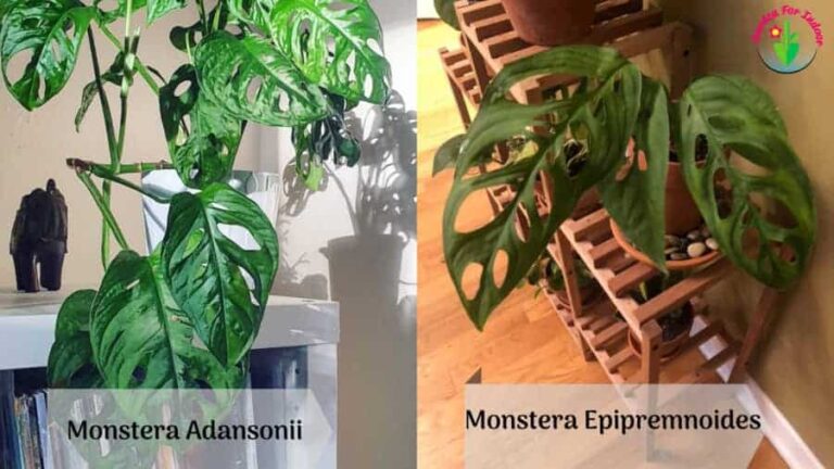 Imagen que muestra las diferencias entre Monstera Adansonii y Epipremnoides