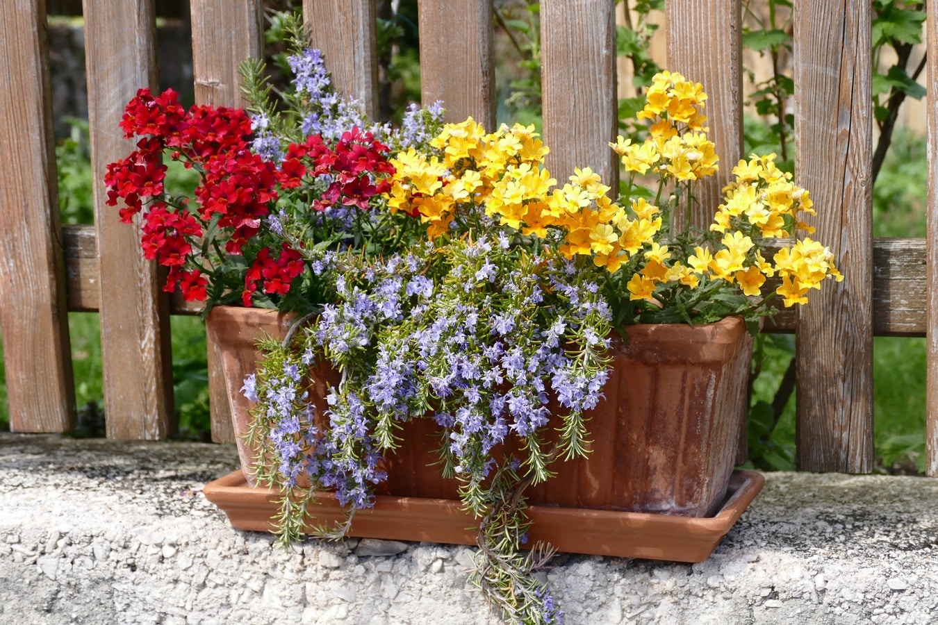 There are many outdoor plants that can be in pots