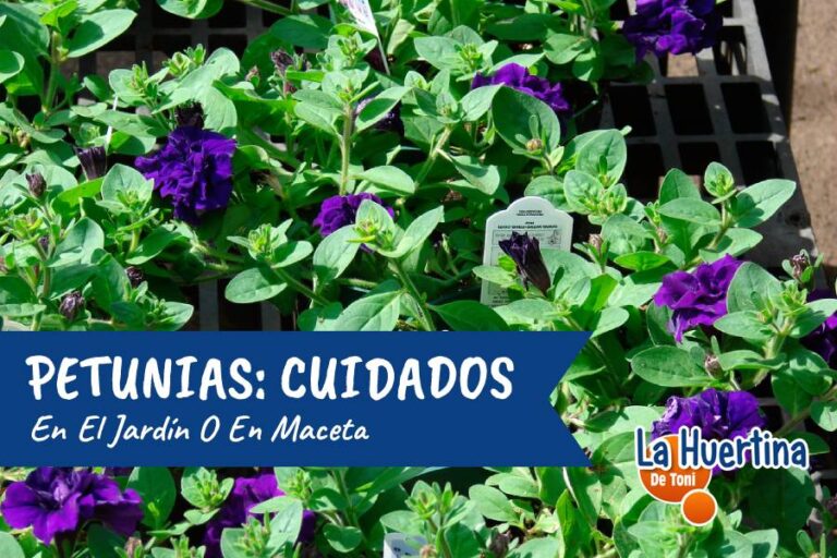petunia cuidados