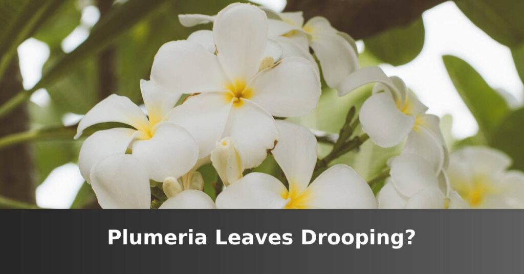 Plumeria leaves hanging [6 Main Causes And Solutions] –ISBUZZLE