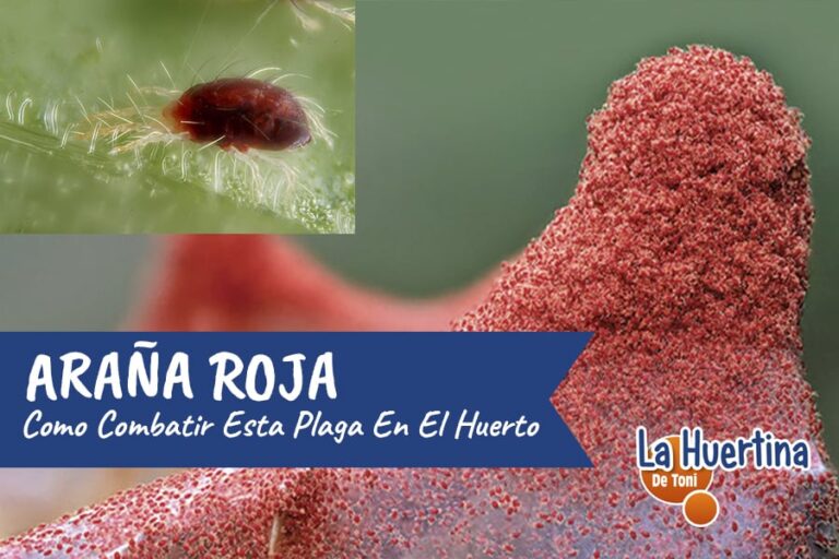 araña roja remedio casero