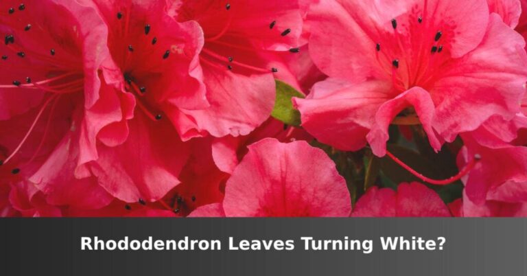 Rhododendron Leaves Are Turning White (3 Main Reasons) - ISPUZZLE