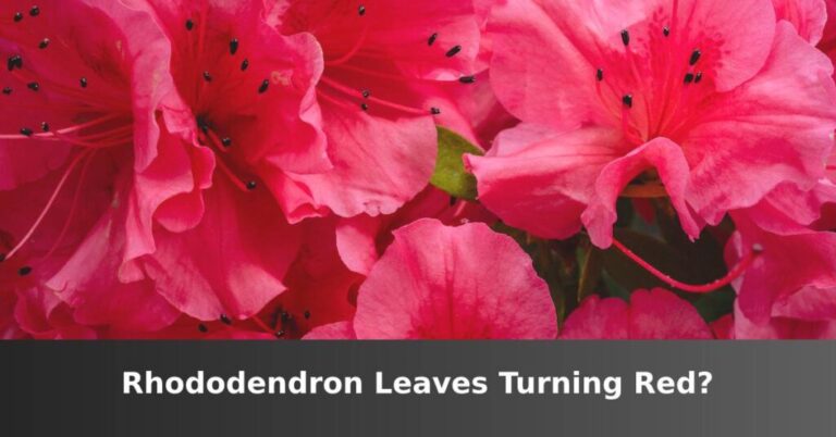 Rhododendron Leaves Turn Red (Main Causes) - ISPUZZLE