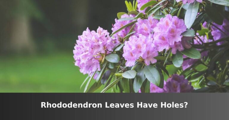 Rhododendron leaves have holes. [Causes And Solutions] –ISBUZZLE