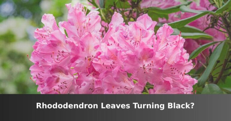 Rhododendron leaves turn black [5 Main Reasons] –ISBUZZLE