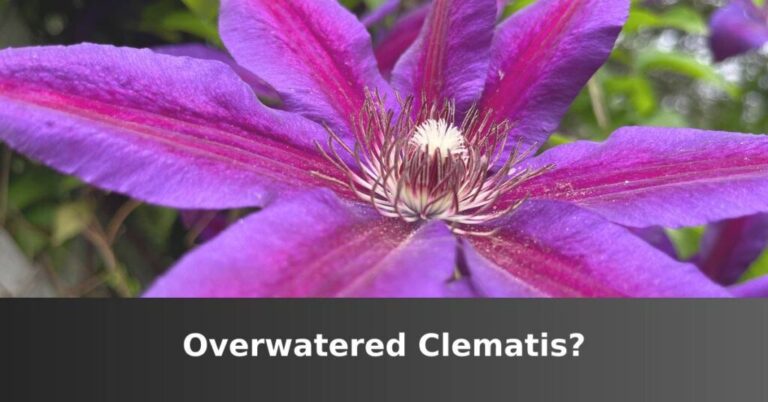 Signs you have an overloaded clematis [How To Save] –ISBUZZLE