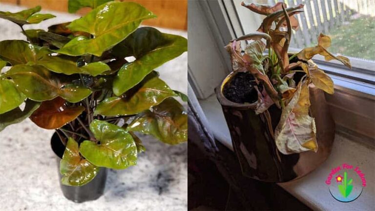 Hojas de Syngonium en maceta para interiores con síntomas de rizado