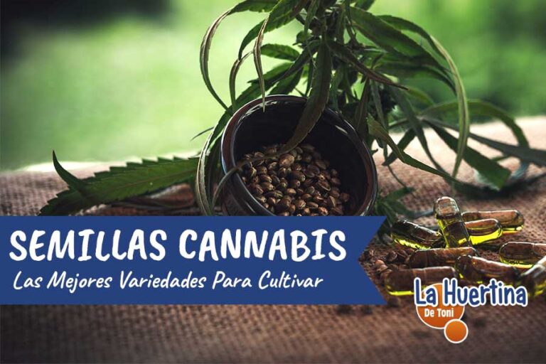 semillas de marihuana