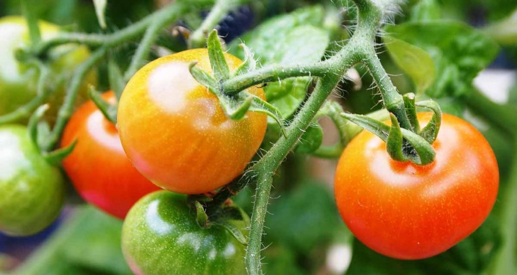 Tomato Fertilizer Guide