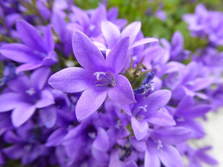 La Campanula portenschlagiana es f&aacute;cil de cuidar
