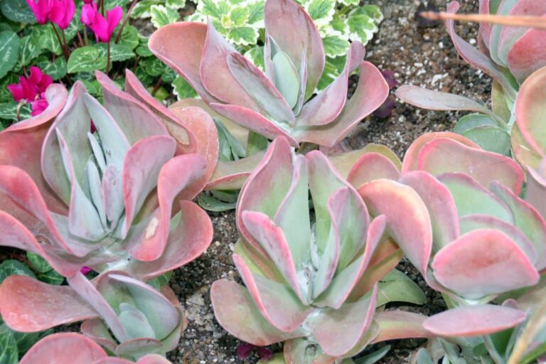 kalanchoe thyrsiflora: cuidados