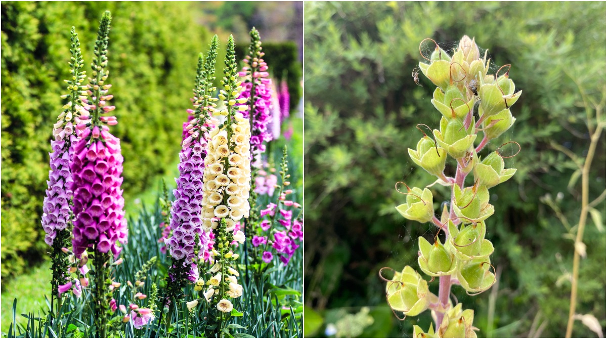 What to do with foxglove after flowering