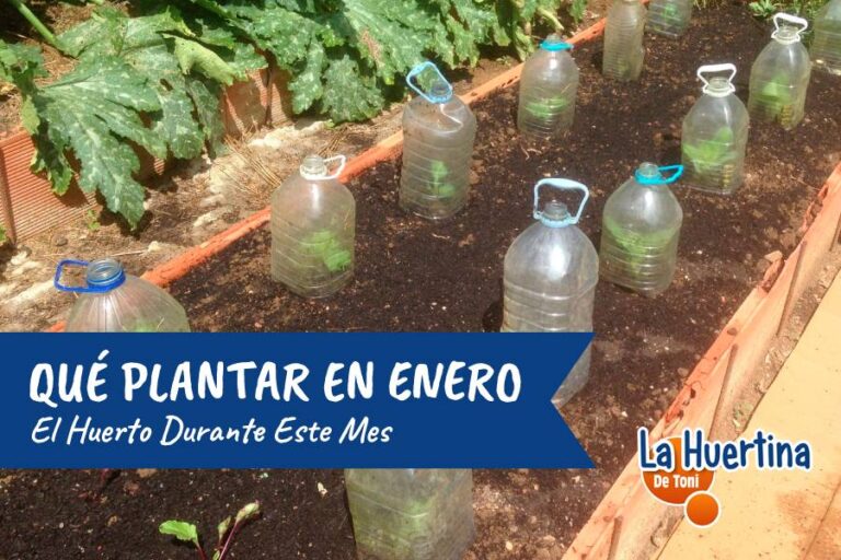 que plantar en enero