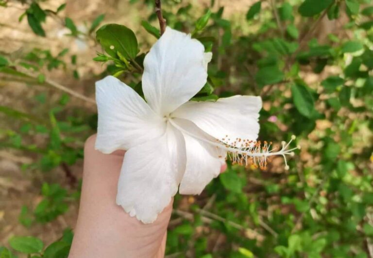 El hibisco es un arbusto peque&ntilde;o