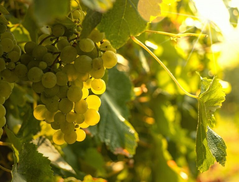 uvas de la vid
