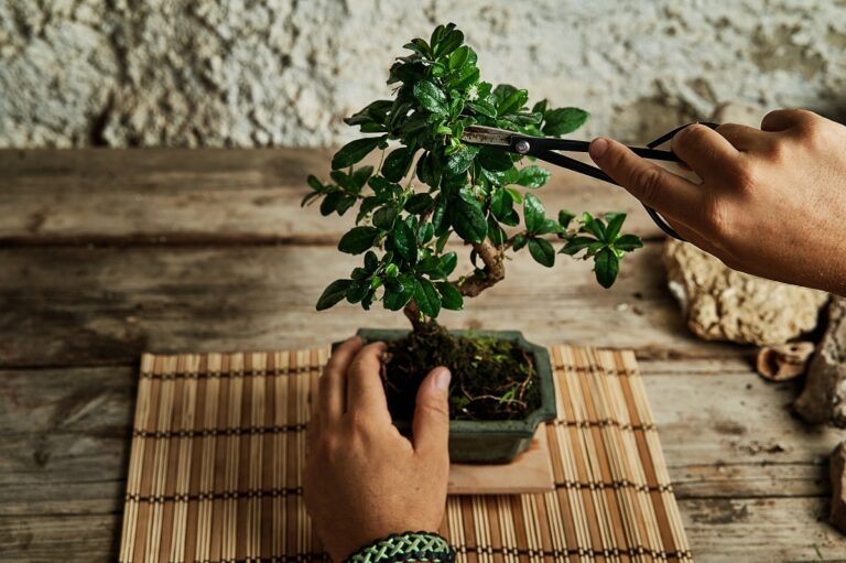 mantenimiento del bonsai