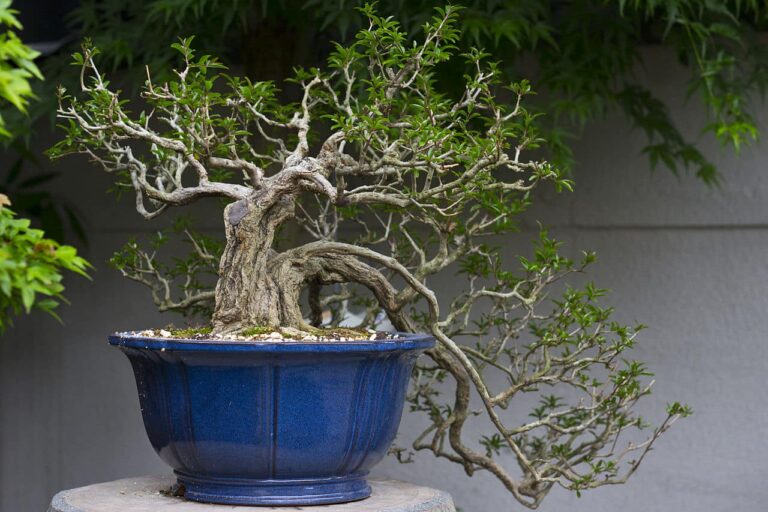 Las hojas del bonsai caen por varios motivos