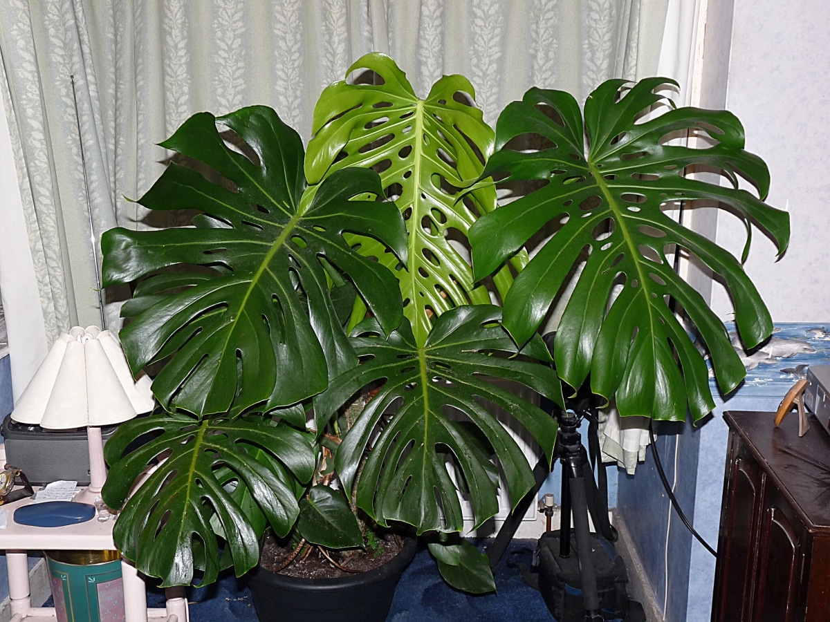 Monstera deliciosa has large green leaves