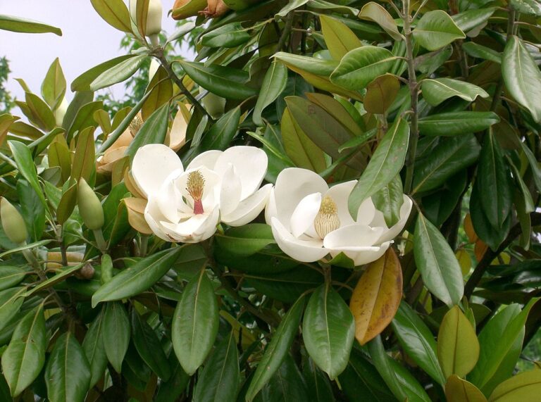 Las hojas de la magnolia son verdes aunque pueden volverse marrones