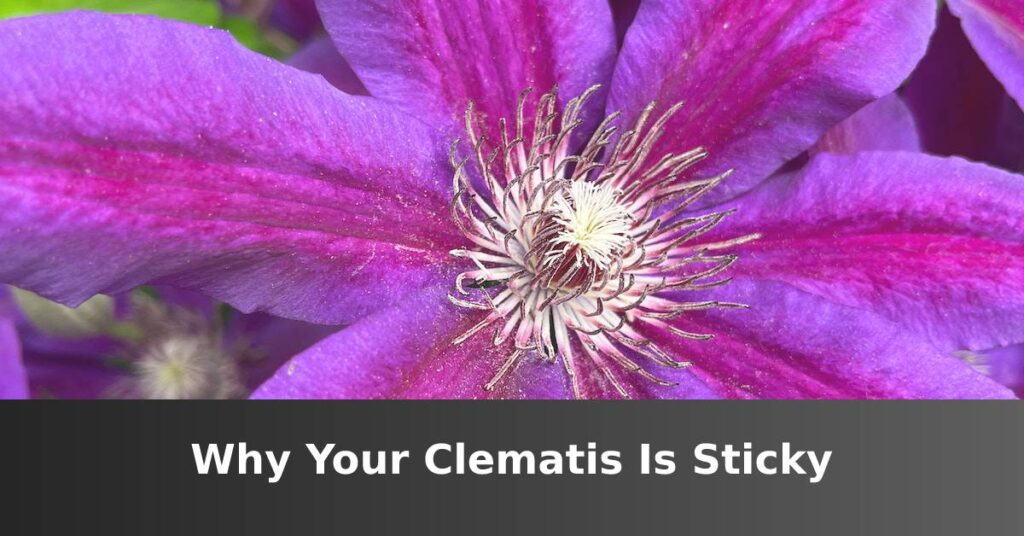 Why is my clematis sticky? [The Cause May Surprise You] –ISBUZZLE