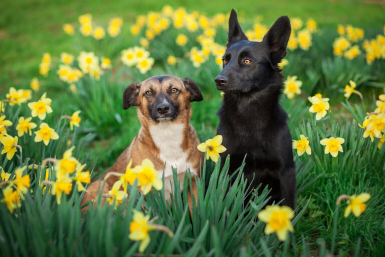 10 plantas con flores comunes venenosas para las mascotas