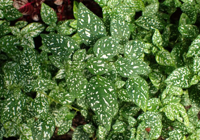Hay muchas plantas peque&ntilde;as que no necesitan trasplante