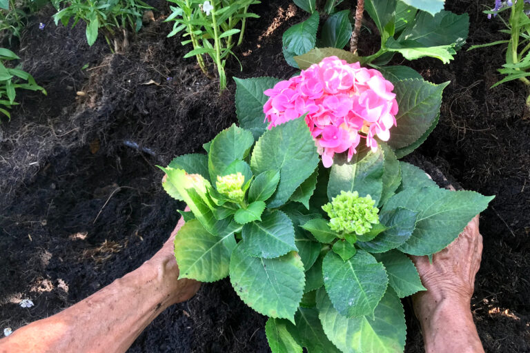 11 plantas complementarias de hortensias (y qué no plantar con ellas)