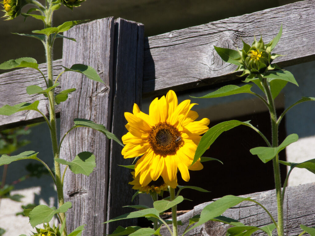 12 Sunflower Companion Plants (and 3 Plants That Shouldn't Grow Near Anything)