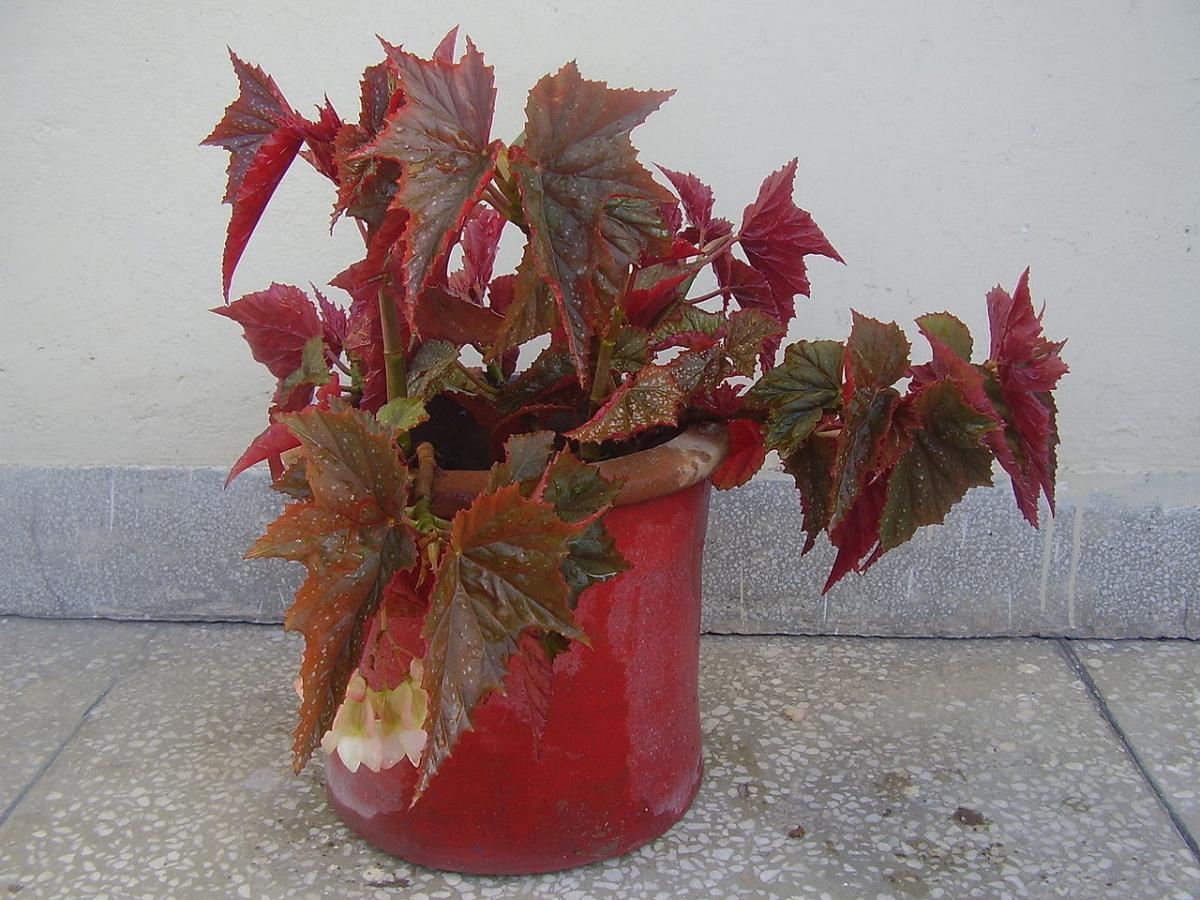 The angel wing begonia is small
