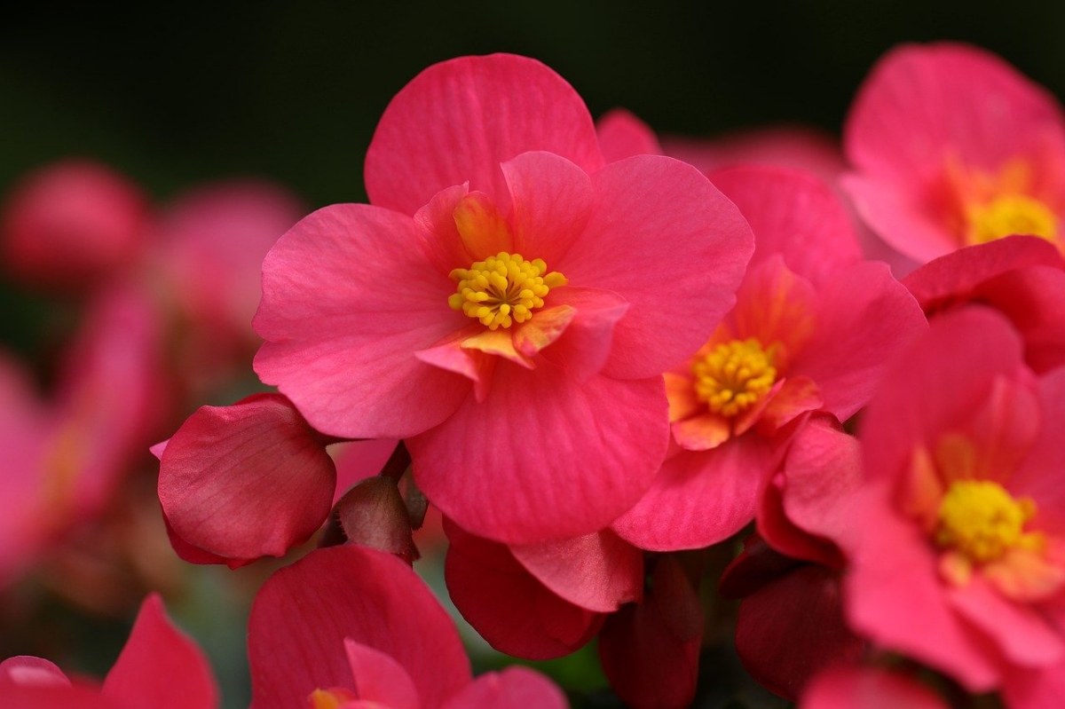 Begonias are delicate plants